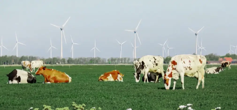 Gruppe Kühe auf grüner Weide, im Hintergrund mehrere Windräder.