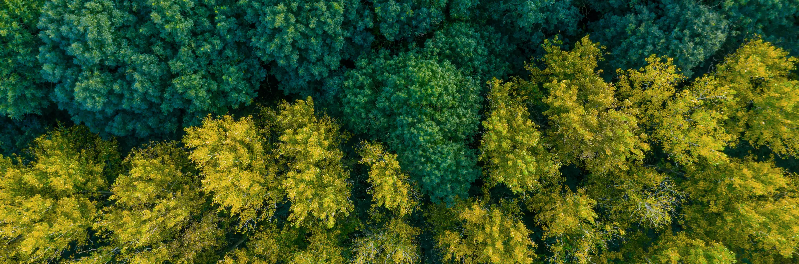 Aerial view of a forest with green and yellow treetops.
